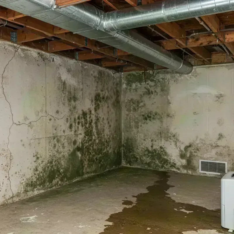 Professional Mold Removal in Petersburg, IL